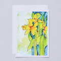 Daffodils